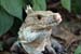 31_Iguana_43