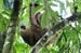 32_Three-toed sloth_36