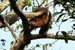 33_Northern tamandua (anteater)_32