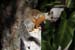 34_Variegated squirrel_04