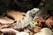 35_Iguana_45
