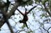 36_Spider Monkey_06