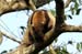 37_Northern tamandua (anteater)_40