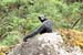 38_Tayra_16