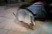 39_Armadillo_09