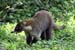 40_White-nosed Coati_42