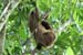 42_Three-toed sloth_01