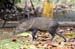 43_Peccary_18
