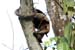 44_Northern tamandua (anteater)_17
