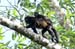 46_Howler Monkey_34