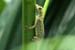 47_Gecko_37