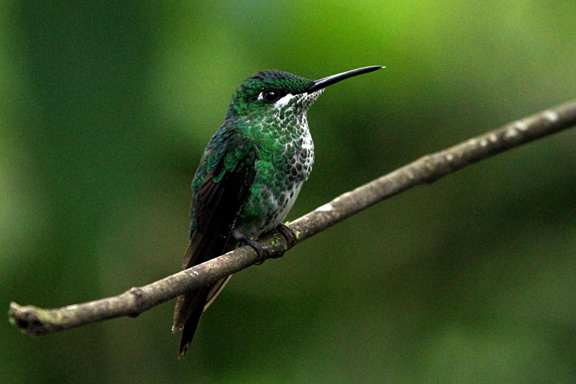 Mangrove hummingbird (f)_2924