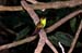 Coppery-headed Emerald_0036