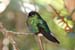 Fiery-throated Hummingbird_0978