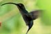 Green hermit _1010