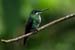 Mangrove hummingbird (f)_2924