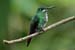 Mangrove hummingbird (f)_2927