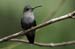 Ruby throated (F)_2943
