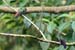 Rufous tailed_1049