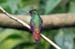 Rufous tailed_1051