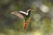 Rufous tailed_1792