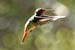 Rufous tailed_1793