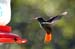 Rufous tailed_1810