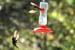 Rufus tailed_1802