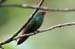 Steely-vented_2929