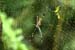 Golden Orb Weaver_3959