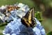 broad-banded swallowtail_5639