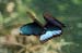 common morpho_3464