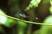 dragon fly_3990