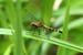 dragonfly_4099