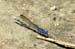 dragonfly_5638