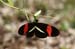 erato heliconian_5628