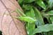 grasshopper_4116