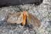 moth_1359
