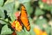 scarce silver-spotted flambeau_0932